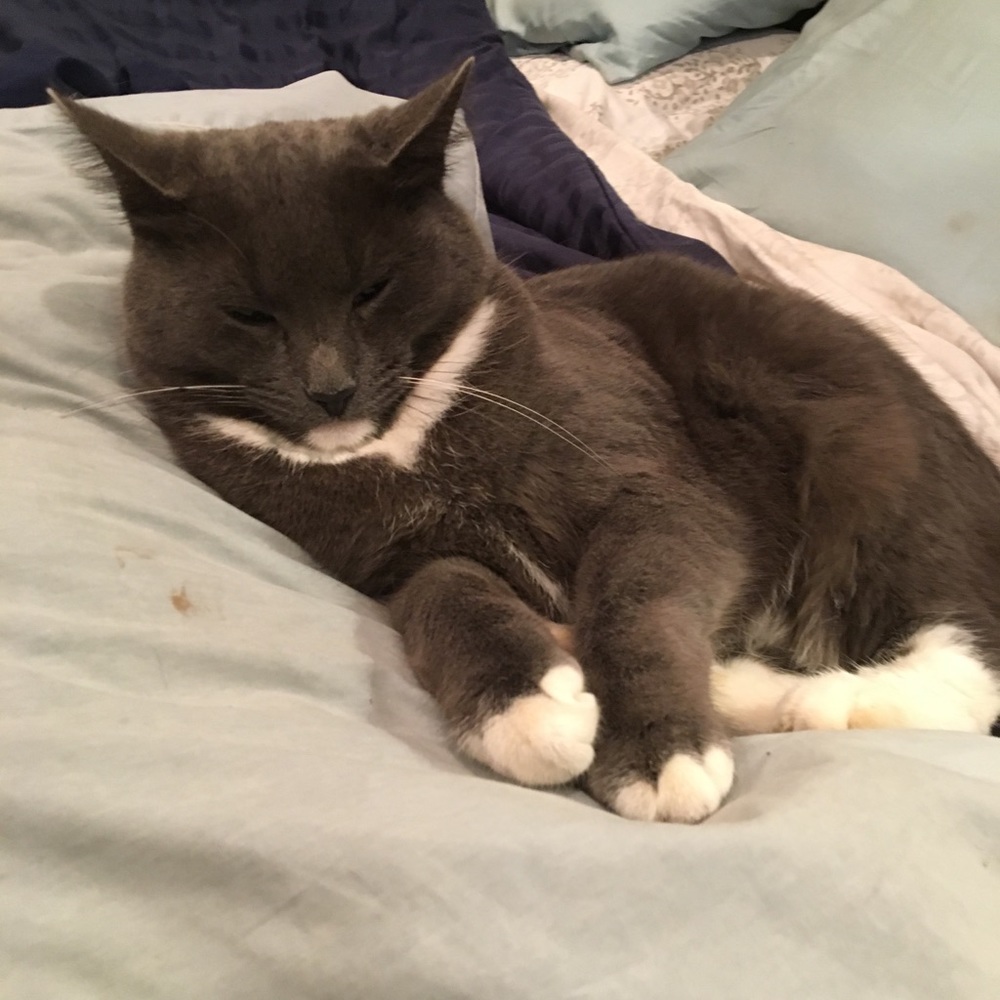 Meet your Posher, Mia - Picture 8 of 8